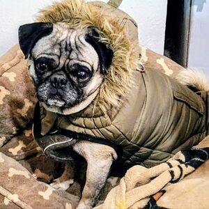 GF Pet Authentic • Pet Urban Dog Parka / Khaki Fits : Mid -Size Dogs Such As Adu